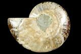 Cut & Polished Ammonite Fossil (Half) - Agate Replaced #146159-1